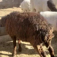 کاور ۲دندان|حیوانات مزرعه|سرایان, |دیوار