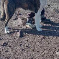 سگ گله سگ خراسانی