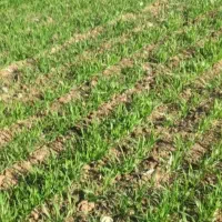 زمین کشاورزی