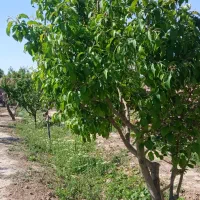 فروش باغ|فروش دفتر صنعتی، کشاورزی، تجاری|شاهرود, |دیوار