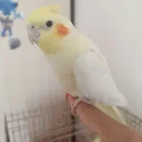 عروس|پرنده|اسلام‌شهر, مسکن مهر اسلاشهر (شهرک امام خمینی)|دیوار