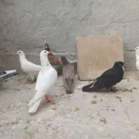 ۷تا کبوتر صید|پرنده|اسفراین, |دیوار