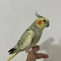 عروس هلندی سخنگو|پرنده|اردبیل, |دیوار