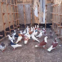 کفتر|پرنده|مشهد, شهرک امام سجاد|دیوار