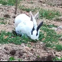 خرگوش خانگی|موش و خرگوش|اصلاندوز, |دیوار