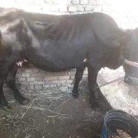 گاو