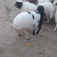 فروش بره|حیوانات مزرعه|کارزان, |دیوار