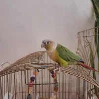 پرنده گرینچیک