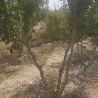 باغ-با-درختان-10ساله