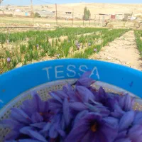 زعفران درجه یک یک همراه با بوی عطر