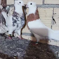 جفت طوقی نرو ماده به شرط تخم