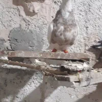 کبوتر‌طوقی|پرنده|یزد, |دیوار