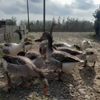 فروش غاز محلی