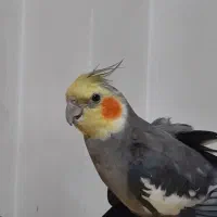 عروس هلندی گمشده