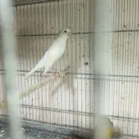 ماده بلند سه ساله