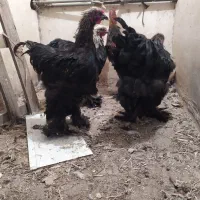 خروس برهما بلک نژاد اصل|حیوانات مزرعه|هشتگرد, خور|دیوار