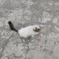 گربه|گربه|صفادشت, |دیوار