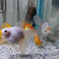 ماهی گلدفیش اورکیدتیل سایز درشت فول وایت نر