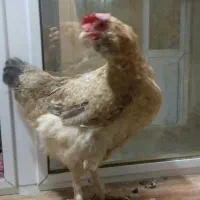 مرغ رسمی تخم گذار|حیوانات مزرعه|قم, میدان نو|دیوار