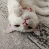 گربه