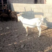 نربز سانن اصل