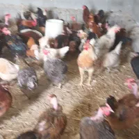 مرغ وخروس ۸ماهه