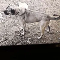 پژدر 2 ساله|سگ|سبزوار, هویزه|دیوار