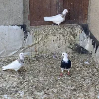 کبوتر طوقی|پرنده|درگزین, |دیوار