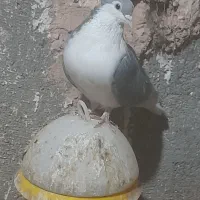 ساده مرسه ماده کاکلی|پرنده|سبزوار, رباط|دیوار