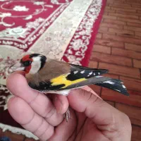 سیره عروسک|پرنده|سرپل ذهاب, |دیوار