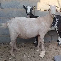 بز دورگ سانن|حیوانات مزرعه|اشکذر, |دیوار