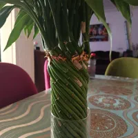 بامبو|گل و گیاه طبیعی|مسجد سلیمان, |دیوار
