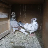 کبوتر پلاکی و یاحی