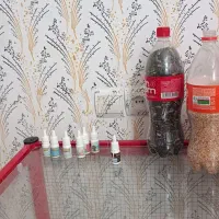 عروس هلندی مولد|پرنده|شیروان (خراسان), |دیوار