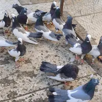 کبوتر ابلق ابی|پرنده|کرمانشاه, |دیوار