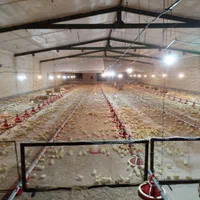 استخدام  فوری کارگر برای سالن مرغداری گوشتی