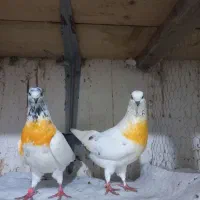 کبوتر پرشی|پرنده|رودسر, |دیوار