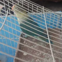 کوتوله برزیلی نر