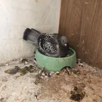 کبوتر جفت پلاکی رو جوجه درجه یک