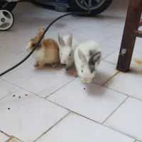 سه تا خرگوش بازی گوش و سرحال