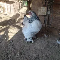 مرغ خروس وارداتی اصل برهما