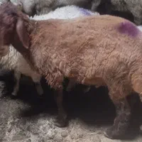 بره نر افشار