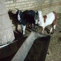 یه بز جوان ابستن و دو بزغاله|حیوانات مزرعه|تربت جام, شهرک آزادگان|دیوار