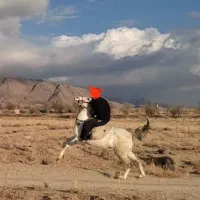 یک راس مادیان