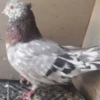 کبوتر سرور|پرنده|قم, هفت تیر|دیوار
