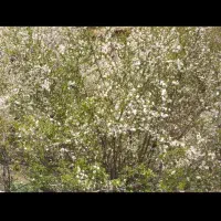 قطعه زمین در بیلوردی