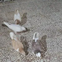 کبوترگرفتنی