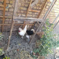 خروس و مرغ تاج دار زیبا|حیوانات مزرعه|قزوین, |دیوار