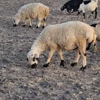 بره|حیوانات مزرعه|بیرجند, |دیوار