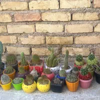 انواع کاکتوس نژادی